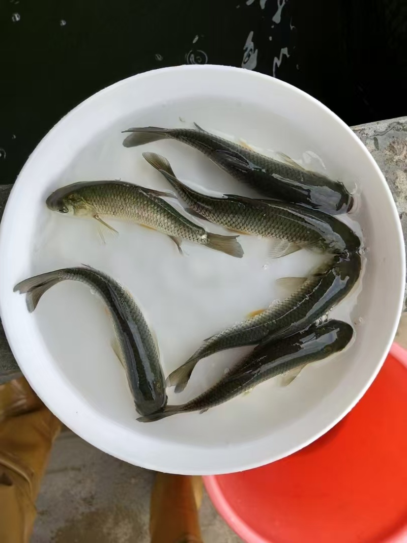 皖鱼鱼苗长江草鱼苗送货上门技术支持规格齐全