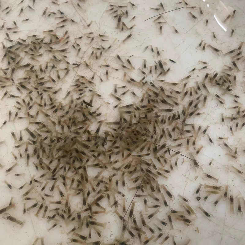 澳洲淡水龙虾苗养殖基地直发货源充足欢迎致电