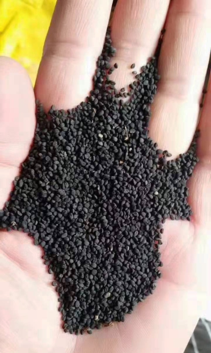 黄芪籽大量有货产地直供品质保证服务周到
