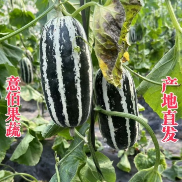 🔥万亩甜瓜园博洋9号甜瓜糖度高供应批发市场团购电商