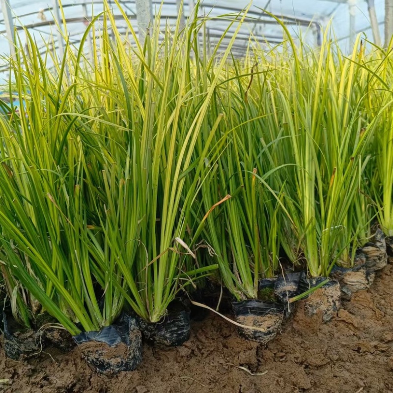 金叶石菖蒲（大小杯）水陆两生花卉基地发货提供技术指导