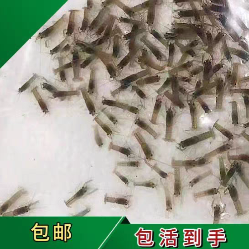 海南龙虾苗澳洲淡水龙虾苗一手货源全国代发欢迎下单