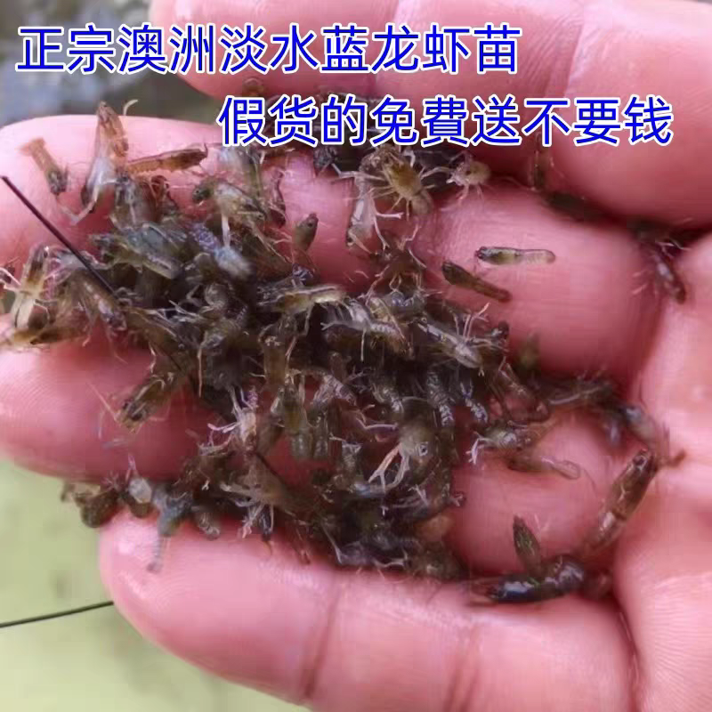 海南龙虾苗澳洲淡水龙虾苗一手货源全国代发欢迎下单