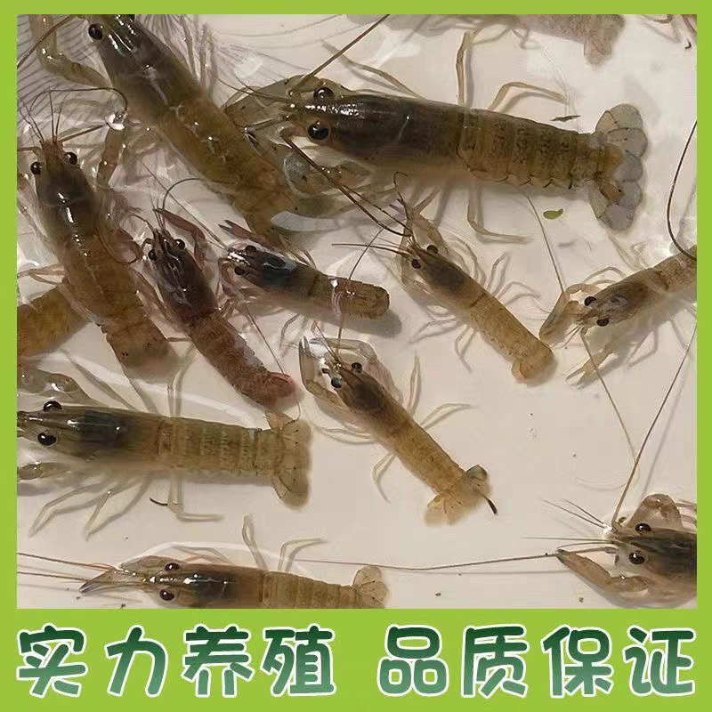 海南龙虾苗澳洲淡水龙虾苗一手货源全国代发欢迎下单