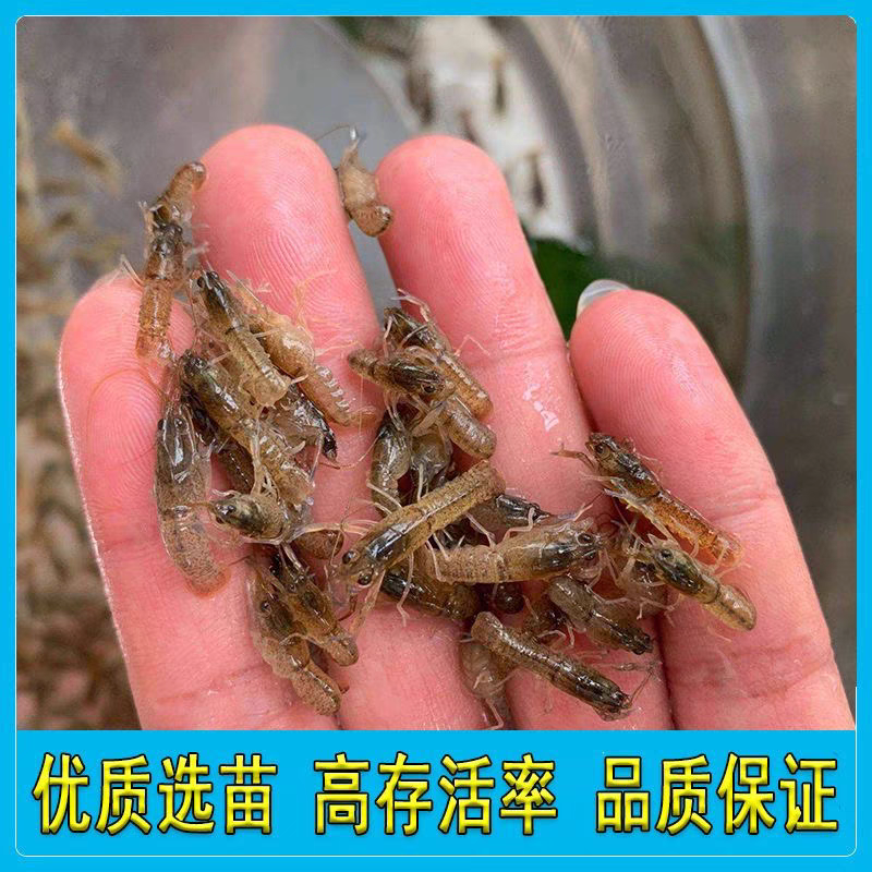 海南龙虾苗澳洲淡水龙虾苗一手货源全国代发欢迎下单