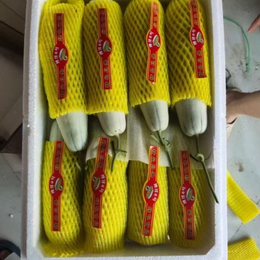 山东莘县精品羊角蜜上市品质保证脆甜多汁支持视频看货