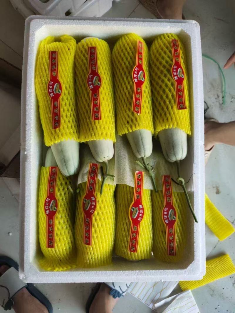 山东莘县精品羊角蜜上市品质保证脆甜多汁支持视频看货
