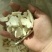 河南焦作温县怀山药干碎片