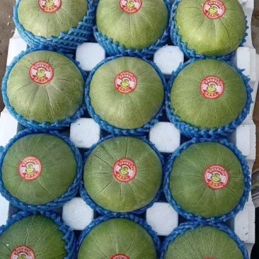 莘县绿宝大量供货品质保证欢迎来电洽谈对接市场商超