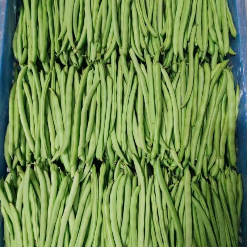 广西南宁四季豆产地直发，一手货源视频看货，对接商超市场