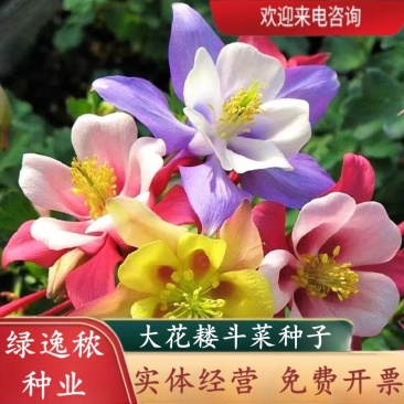 耧斗菜种子大花重瓣四季不断开花多年生阳台室外庭院花猫抓花
