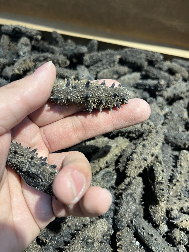 海参纯淡干国标大连辽参15斤泡发量大从优一手货源