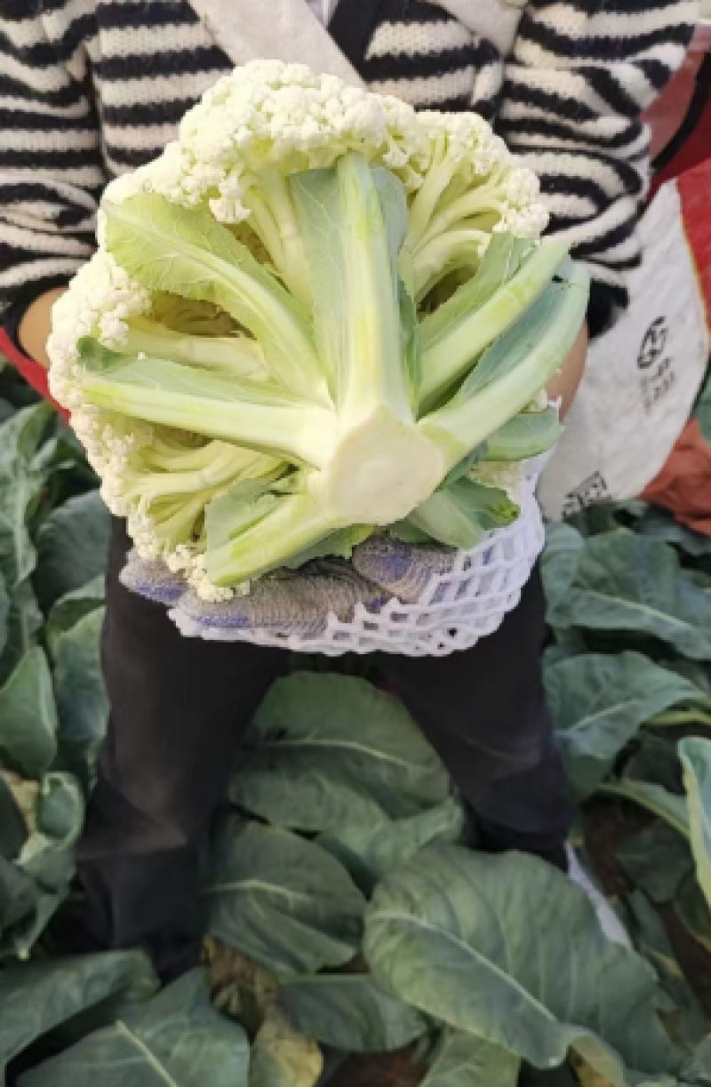 温州精品花菜大量供应各级市场，电商平台，单位食堂
