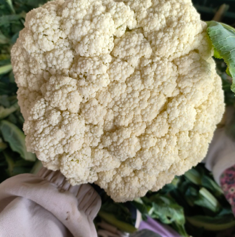 温州精品花菜大量供应各级市场，电商平台，单位食堂