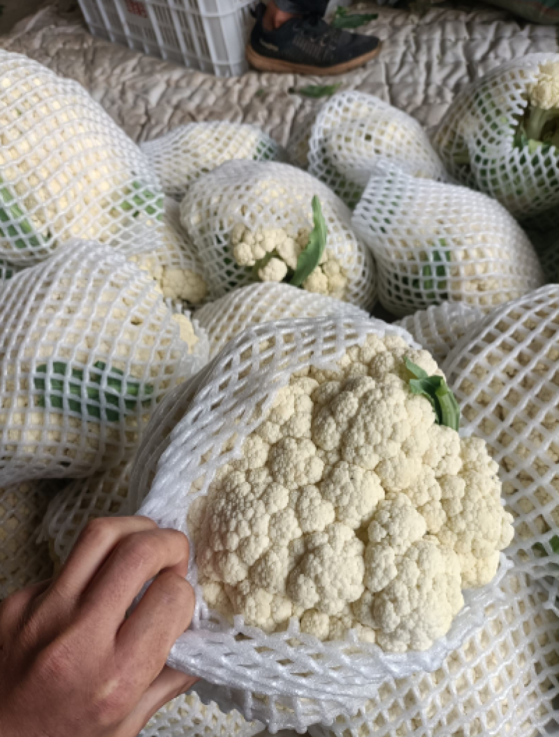 温州精品花菜大量供应各级市场，电商平台，单位食堂
