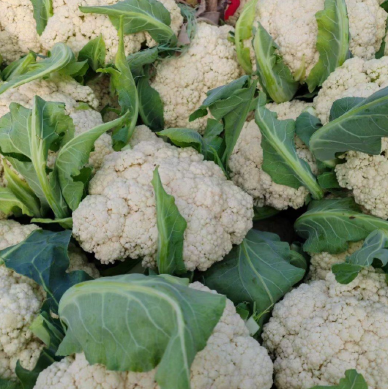 温州精品花菜大量供应各级市场，电商平台，单位食堂