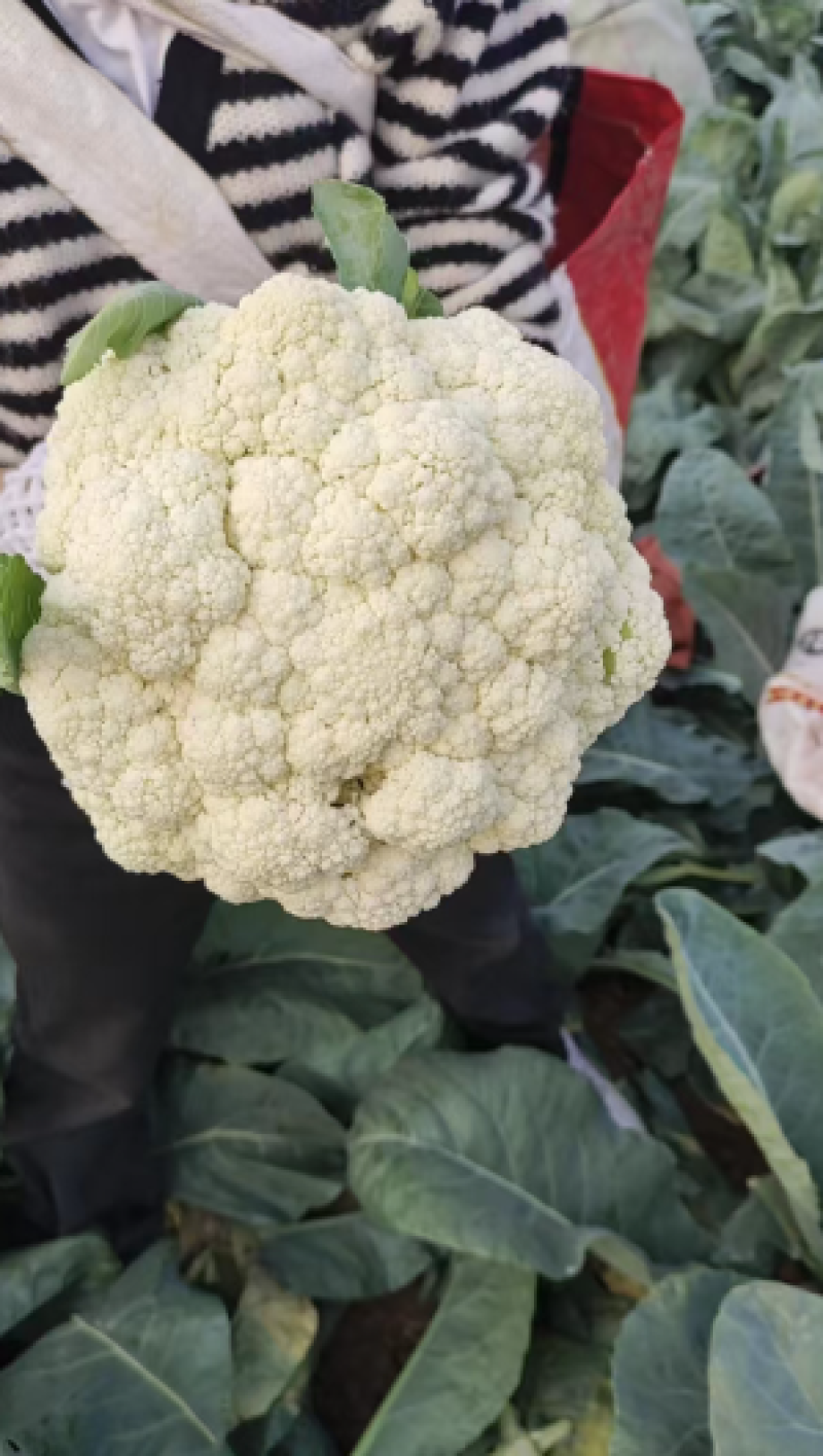 [精品菜花]有机花对接市场市场商超电商品质上乘