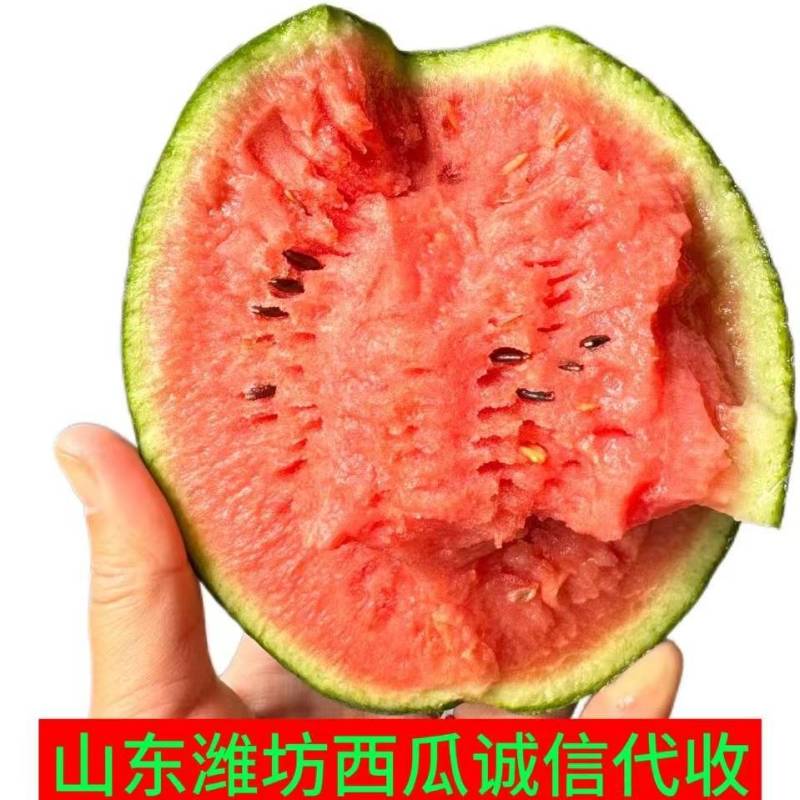 全美2k小糖丸小西瓜吊瓜包熟包甜保质量诚信代收代发全国