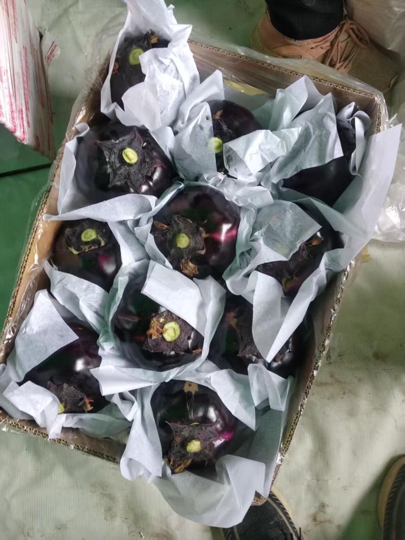 山东圆茄/聊城圆茄/紫光园茄/合作社发货/产地一手货源