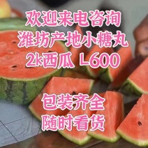 小糖丸全美精品小吊瓜2k大量供应全部订货保证质量