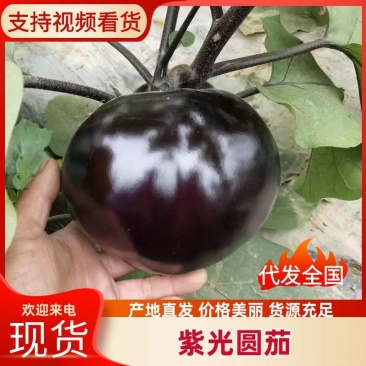 山东圆茄/聊城圆茄/紫光园茄/合作社发货/产地一手货源