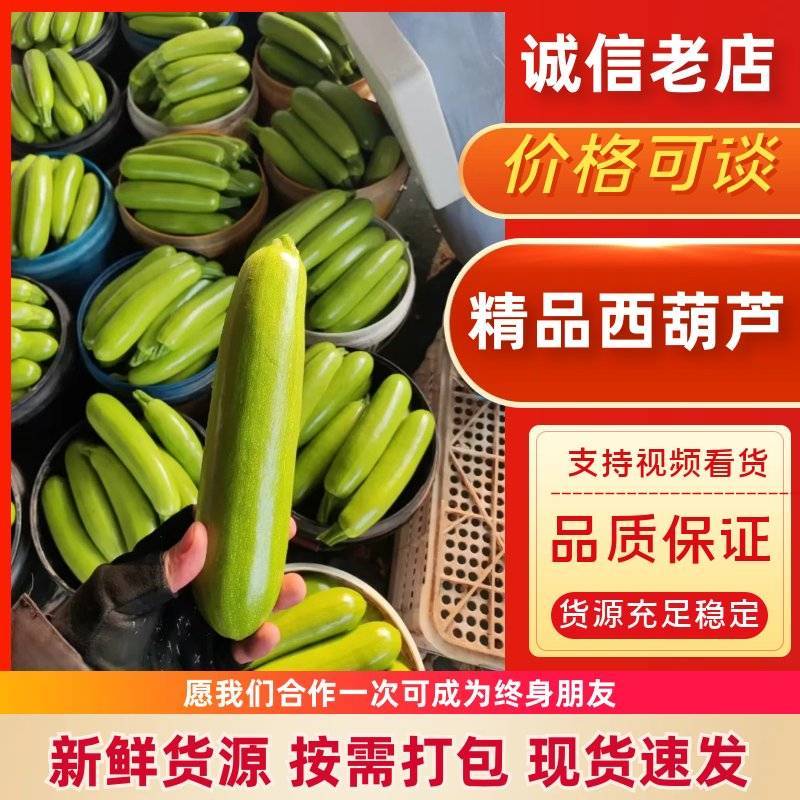 《热卖》西葫芦/绿皮西葫芦/聊城西葫芦/产地代办供应电商