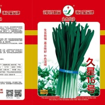 久星16韭菜种子，不休眠且叶色深绿，高抗病