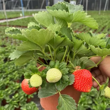 奶油草莓苗盆栽带花带果带土种籽子红颜四季结果阳台种植新苗