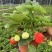 奶油草莓苗盆栽带花带果带土种籽子红颜四季结果阳台种植新苗