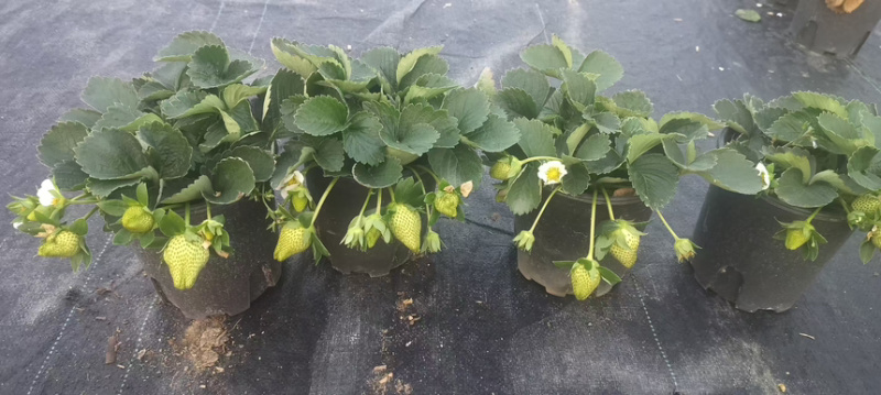 奶油草莓苗盆栽带花带果带土种籽子红颜四季结果阳台种植新苗