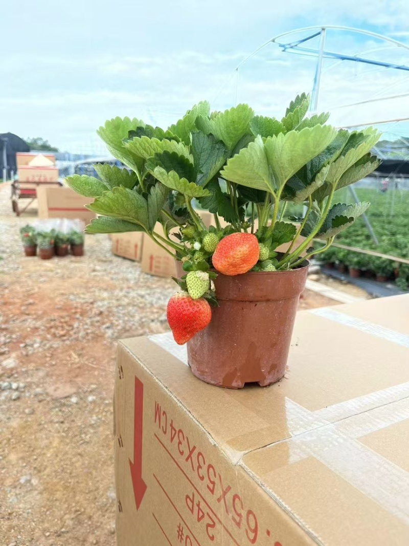 奶油草莓苗盆栽带花带果带土种籽子红颜四季结果阳台种植新苗