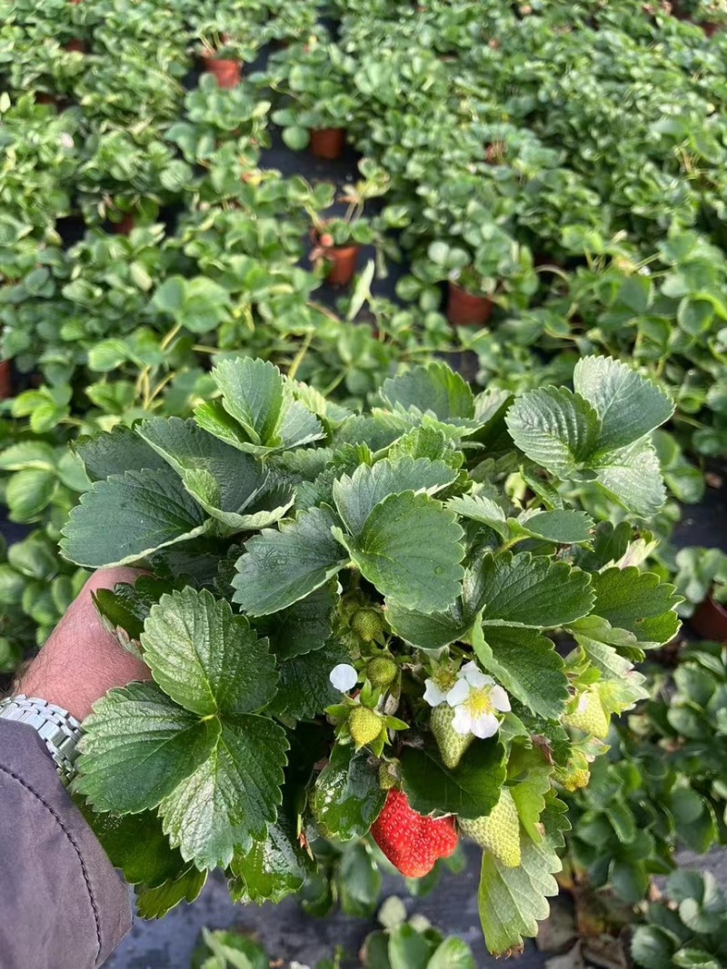 奶油草莓苗盆栽带花带果带土种籽子红颜四季结果阳台种植新苗