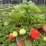 奶油草莓苗盆栽带花带果带土种籽子红颜四季结果阳台种植新苗