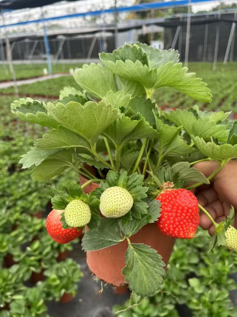 奶油草莓苗盆栽带花带果带土种籽子红颜四季结果阳台种植新苗