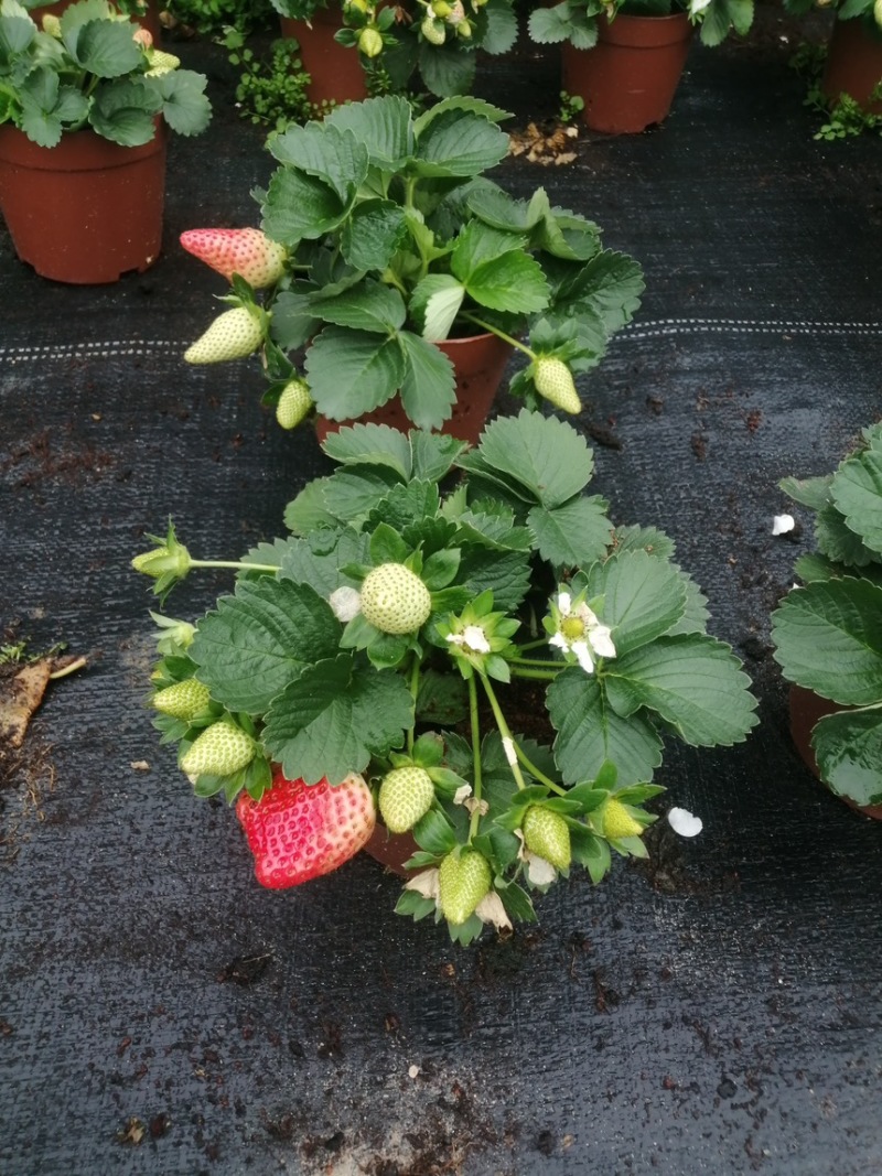 奶油草莓苗盆栽带花带果带土种籽子红颜四季结果阳台种植新苗