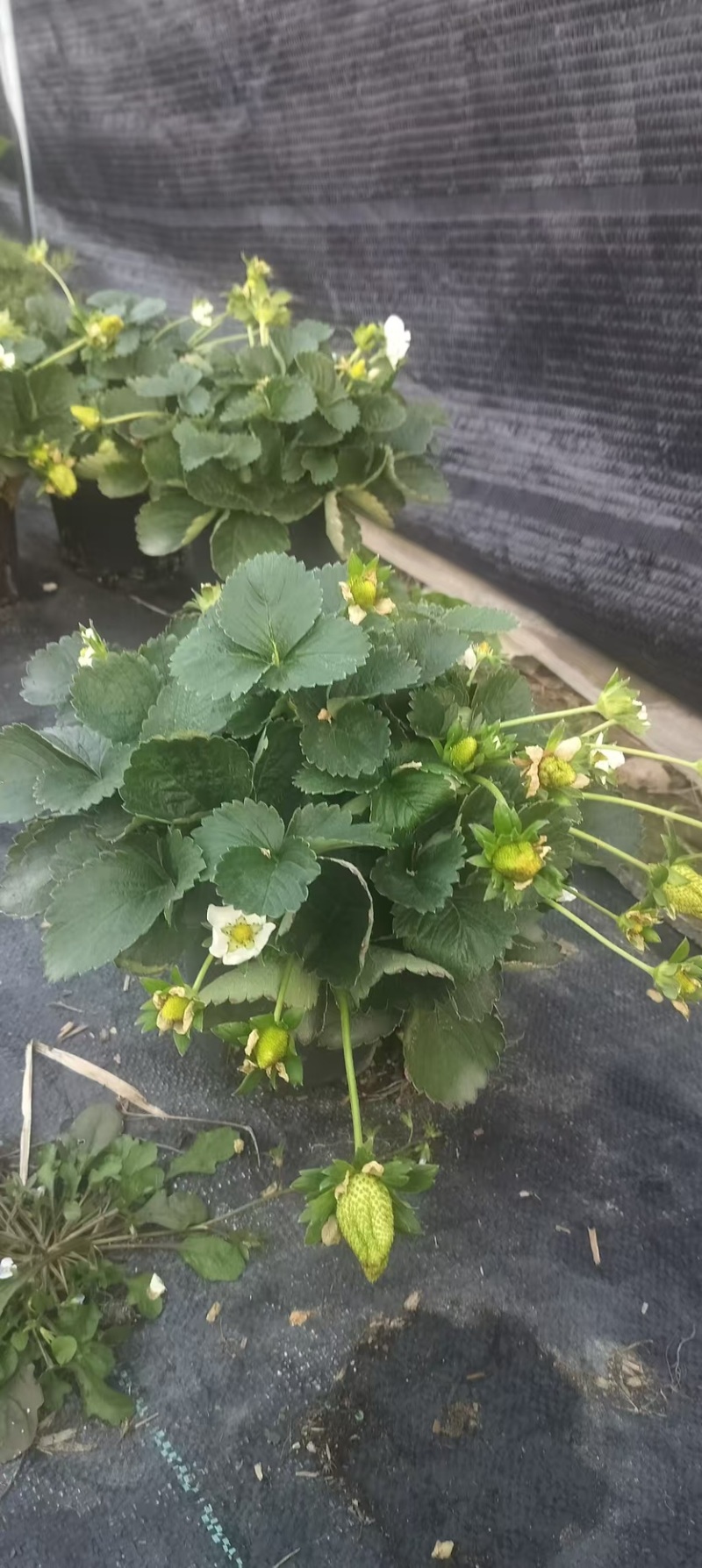 奶油草莓苗盆栽带花带果带土种籽子红颜四季结果阳台种植新苗