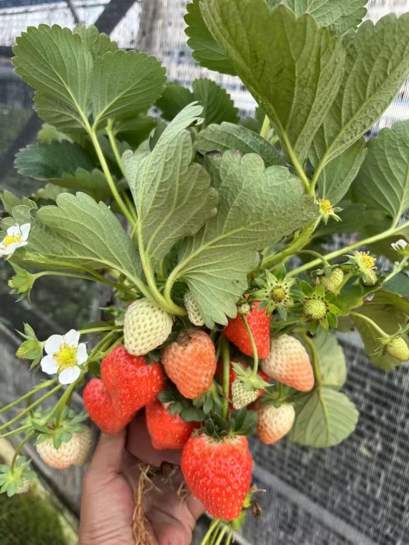 奶油草莓苗盆栽带花带果带土种籽子红颜四季结果阳台种植新苗