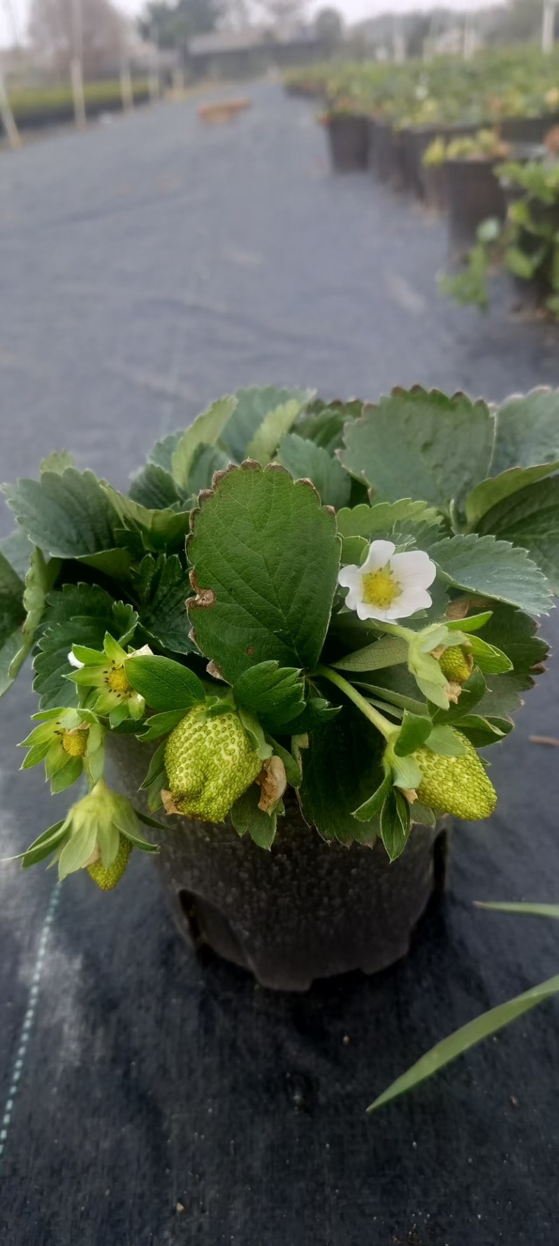 奶油草莓苗盆栽带花带果带土种籽子红颜四季结果阳台种植新苗