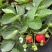 奶油草莓苗盆栽带花带果带土种籽子红颜四季结果阳台种植新苗