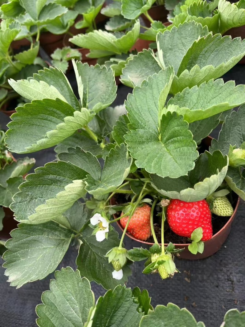 奶油草莓苗盆栽带花带果带土种籽子红颜四季结果阳台种植新苗