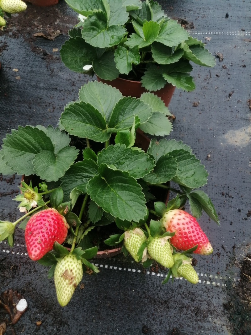 奶油草莓苗盆栽带花带果带土种籽子红颜四季结果阳台种植新苗