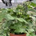 奶油草莓苗盆栽带花带果带土种籽子红颜四季结果阳台种植新苗