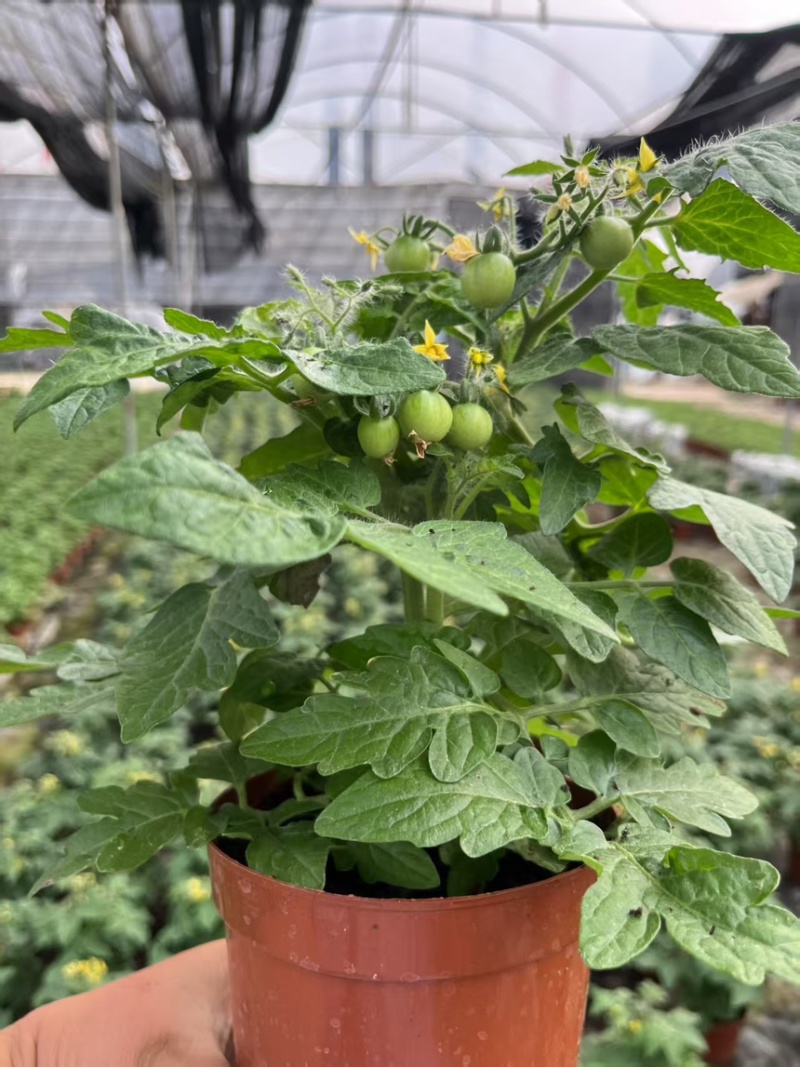 奶油草莓苗盆栽带花带果带土种籽子红颜四季结果阳台种植新苗