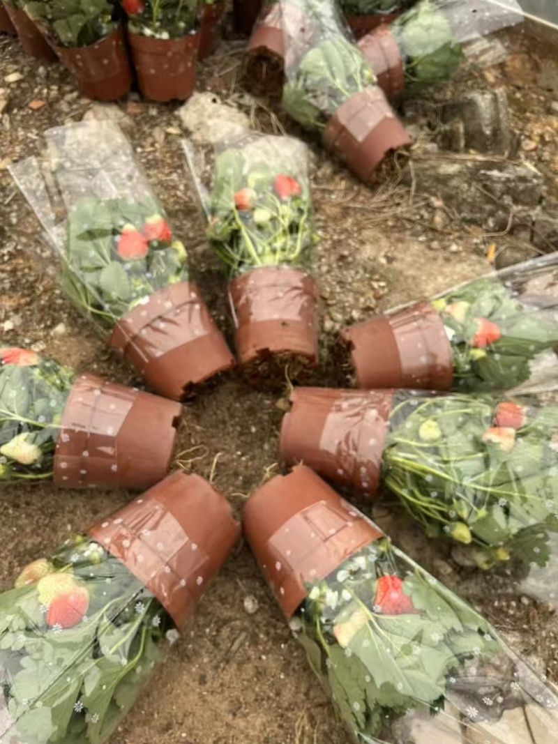 奶油草莓苗盆栽带花带果带土种籽子红颜四季结果阳台种植新苗