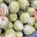 花美人花蕾花蜜罐甜瓜包熟包甜大量供应热卖批发代发