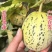 花美人花蕾花蜜罐甜瓜包熟包甜大量供应热卖批发代发