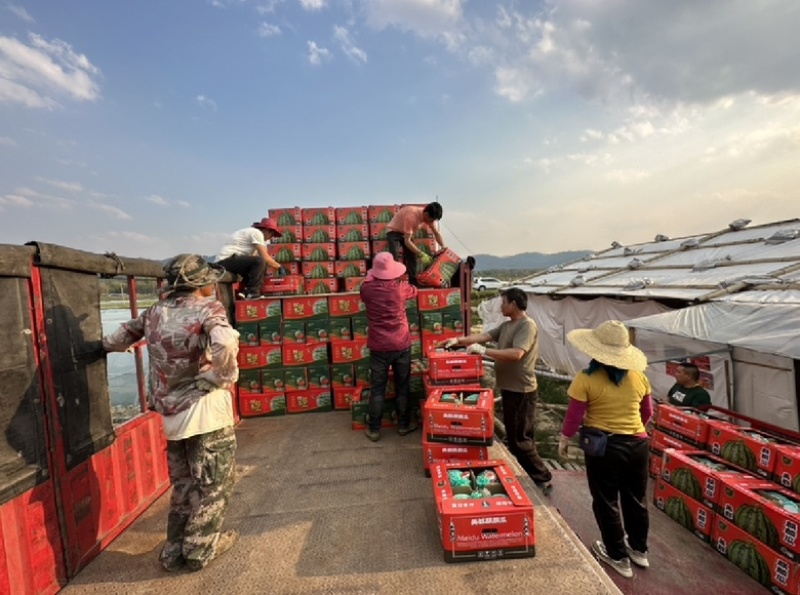 有籽麒麟西瓜甘甜多汁产地一手货源可视频看货代发全国