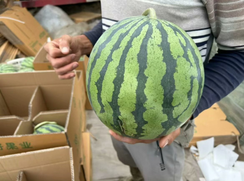 有籽麒麟西瓜甘甜多汁产地一手货源可视频看货代发全国