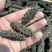 海参纯淡干国标大连辽参15斤泡发量大从优一手货源