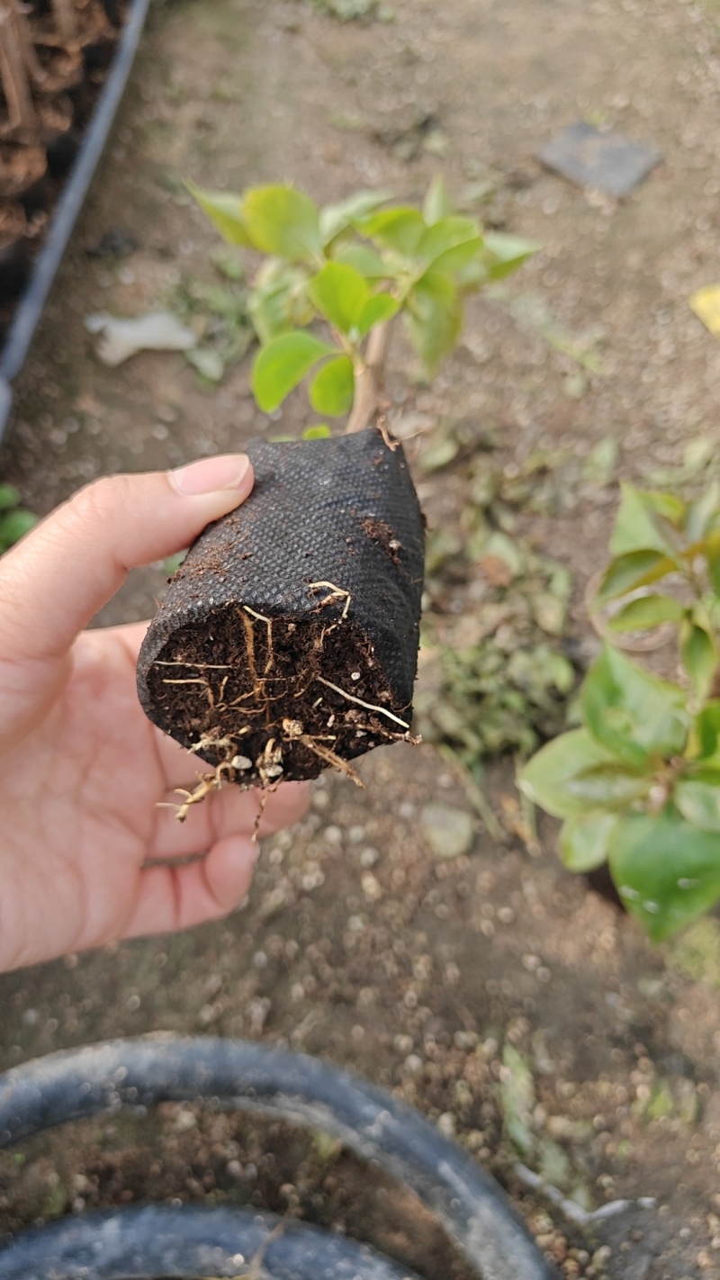 福建漳州基地直发凤凰三角梅